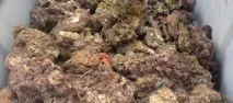 Морський акваріум акваріум