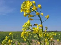 Ріпак ярий і яра сурепиця - місце в сівозміні сурепиця