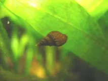 водоймища