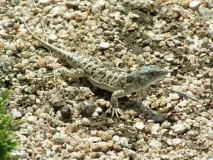 Різнобарвна ящурка в дикій природі і як домашній вихованець дикій