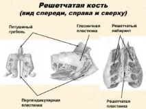 Гратчаста кістка черепа людини анатомія та будова, фото анатомія