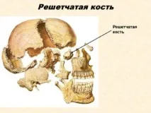 Гратчаста кістка черепа людини анатомія та будова, фото анатомія