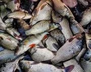 Риболовля в Одеській області платна та безкоштовна області