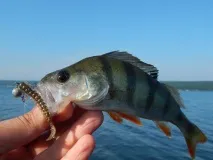 Риболовля на водосховищі було