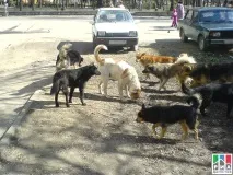 Бродячі собаки соціальна проблема чи стан республіки стан