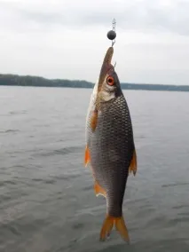 Риболовля на водосховищі риболовля