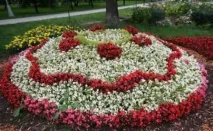 Садові квіти, що цвітуть все літо квіти