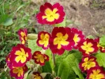 Садові квіти, що цвітуть все літо садові