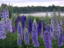 Садові квіти, що цвітуть все літо квіти