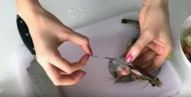 салат