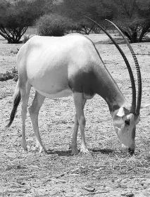 oryx