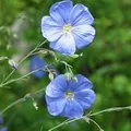 Шовк - пошук слів за маскою та визначенням, відповіді на сканворди пошук