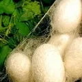 Шовк - пошук слів за маскою та визначенням, відповіді на сканворди пошук