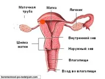 Шийка матки при вагітності зміни на різних термінах шийка