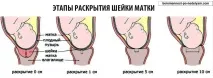 Шийка матки при вагітності зміни на різних термінах шийка