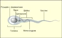 Скільки днів живуть сперматозоїди на повітрі, у жінці, у презервативі живуть