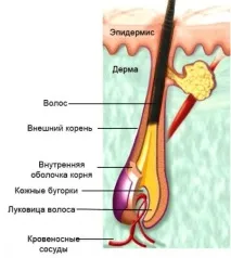 Сироватка для росту вій Ламбре - як це працює, Інтернет магазин Ламбре ❤ Парфумерія, ламбре