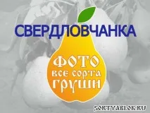 груші