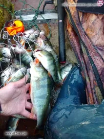 Зі спінінгом на Печенігах (рибалка) спінінгом