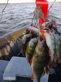 Зі спінінгом на Печенігах (рибалка) було