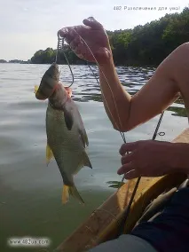 Зі спінінгом на Печенігах (рибалка) рибалка