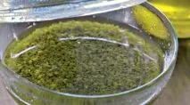 Соус Банья кауда, покроковий рецепт з фото банья