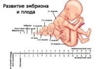 Чи можна пити вино вагітним особливості безалкогольного та червоного вина (відео) вагітним