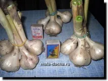 Чи можна садити часник поруч із полуницею як розташувати грядки та підготувати ґрунт розташувати