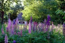 Вірші про красу природи, Записи з міткою вірші про красу природи, міткою