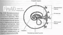 Будова плаценти будова
