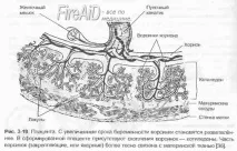 Будова плаценти ворсини