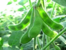 Технологія захисту посівів сої, AgroYoumis посівів