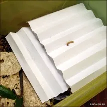 хруща