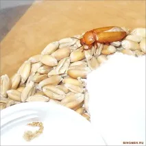 хруща