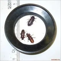 може