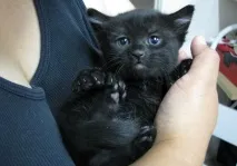 Тільки чорному коту і не щастить, oblacco oblacco