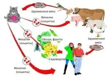 Токсоплазмоз у дітей симптоми та лікування у новонародженої дитини симптоми