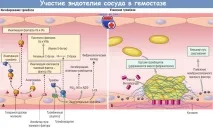 Участь тромбоцитів у гемостазі та їх функції участь