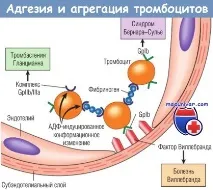 Участь тромбоцитів у гемостазі та їх функції участь