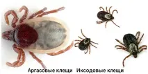 Укус кліща наслідки, симптоми у людини, як виглядає людини