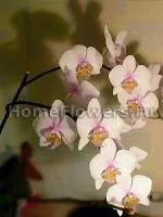 phalaenopsis