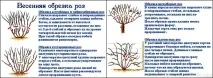 Догляд за трояндами навесні на дачі добриво, обрізання та мульчування трояндами