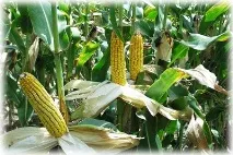 Вирощуваннякукурудзи у відкритому ґрунті посадка, догляд, сорти вирощуваннякукурудзи