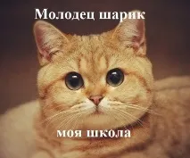 Не дражнити собак! було