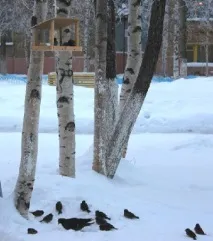Наша допомога для птахів взимку, Розвиваємо дітей самі взимку