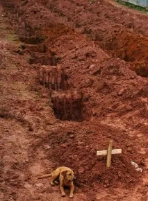 Даремно собака господаря чекає, Їй скажуть-вона не повірить, Мохнатою лапою сльозинку змахне, І поглядом чекає