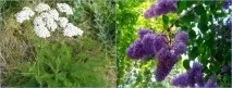 Народні способи лікування хребта. лікування