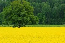 Вийти заміж - Сторінка 2 - Суспільство Таємних Знань - Практична Чорна та Біла Магія суспільство