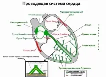 Виникнення та проведення збудження у серці збудження