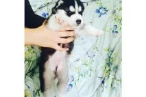 Хаски - продажа щенков собак в Одессе с фото и ценами щенков